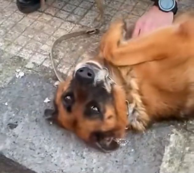 Pastore Tedesco femmina 5anni e 1/2 educata rimasta sola.MESSINA - Foto 7