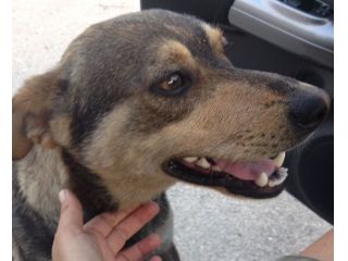 WILLY, socievolissimo cucciolo per strada URGENTE