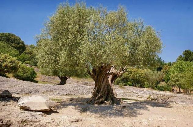 Mezzane di sotto: Terreno agricolo con Ulivi.