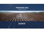 Immobile in asta di 7083 m² in vendita a Triggiano