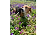 Penny beagle taglia piccola 10 kg