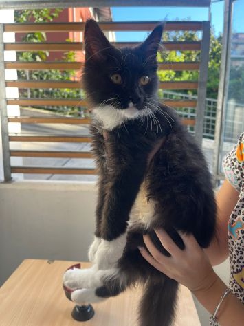 Gattino Maschietto Maine Coon