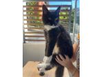 Gattino Maschietto Maine Coon