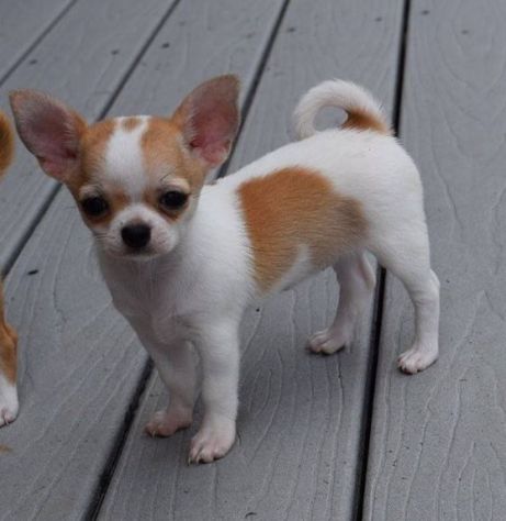 CUCCIOLI DI CHIHUAHUA DISPONIBILI - Foto 3