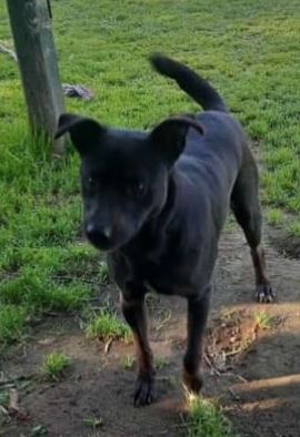 Peppino 4anni e 1/2,nero,tg contenuta, salvato 2anni fa.NAPOLI