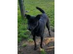 Peppino 4anni e 1/2,nero,tg contenuta, salvato 2anni fa.NAPOLI