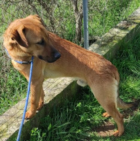 CAGNOLINO CERCA CASA - Foto 7