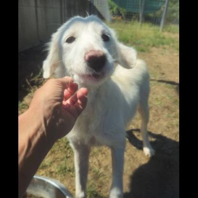 LILA, LA DELICATEZZA, CUCCIOLA IN ADOZIONE