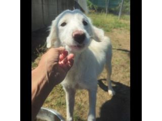 LILA, LA DELICATEZZA, CUCCIOLA IN ADOZIONE