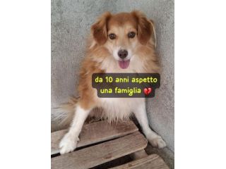 VOLPI 10 ANNI 13/14 kg Taglia media piccola