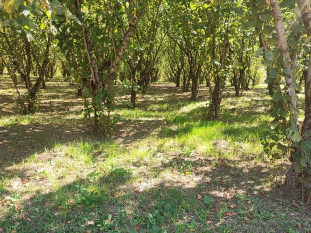 Agricolo in Via Bosco Magliano - Foto 14