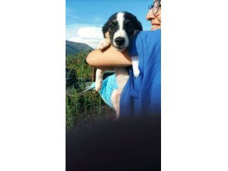 Choco cucciolo mix pastore australiano border collie