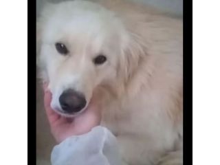 DEA GIOVANE E BELLISSIMA CAGNOLINA IN ADOZIONE