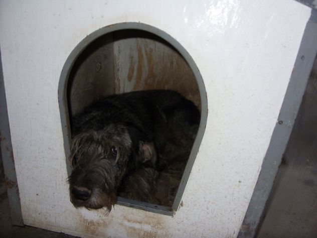 CICO, dolce mix spinone - Foto 3