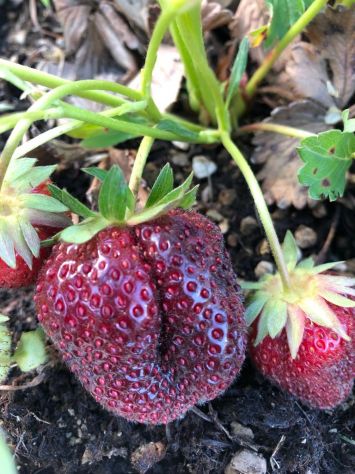 Fragola scura rifiorente - Foto 2
