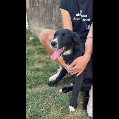 FLIC LA TENEREZZA CERCA CASA, CUCCIOLO IN ADOZIONE - Foto 4