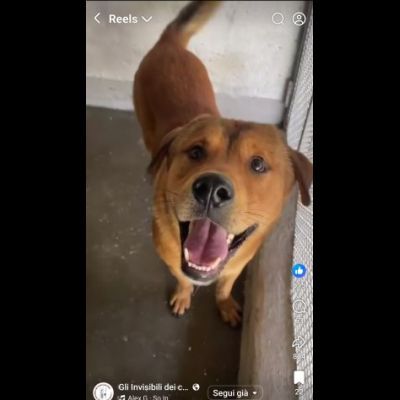 SIGFRIDO LA DOLCEZZA FATTA CANE, CANE IN ADOZIONE - Foto 5