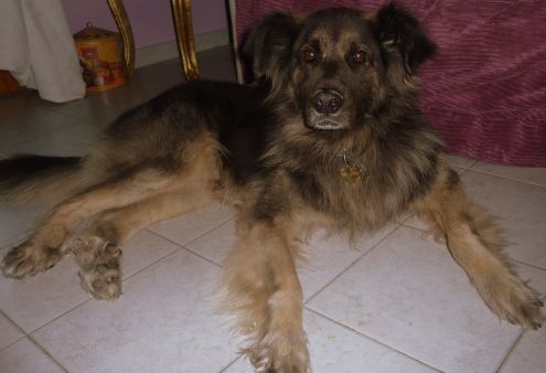 BALU ', tenero orsacchiotto - Foto 2