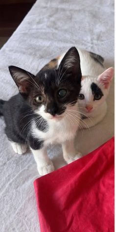 Ringo gattino - Foto 2