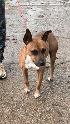 Eva una dolcissima cagnolina amstaff cerca una casa con un amorevole famiglia - Foto 9
