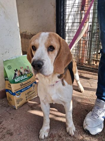 Alvin: nonnino Beagle dolcissimo. Lo cedono - Foto 4