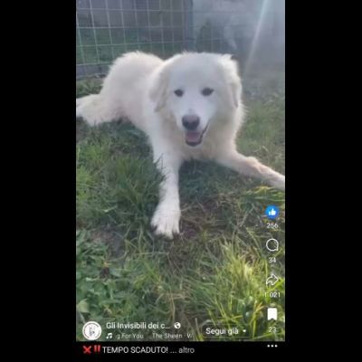 VANESSA DELIZIOSA NATA GIUGNO 2025 CANE IN ADOZIONE - Foto 7