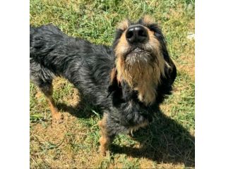 Aramis 5 anni segugio pelo ruvido