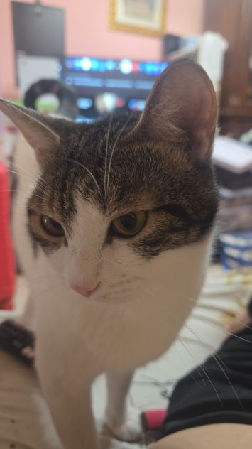 Pensione diurna e notturna per cani