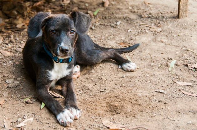 NINA E NINETTA, cucciole da adottare - Foto 4