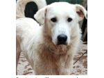 3anni salito in ad89ozione 2anni fa a BRESCIA e mollato! URGENTE
