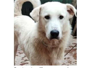 3anni salito in ad89ozione 2anni fa a BRESCIA e mollato! URGENTE
