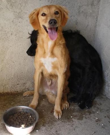 BIONDO 2 ANNI TAGLIA MEDIA - Foto 2