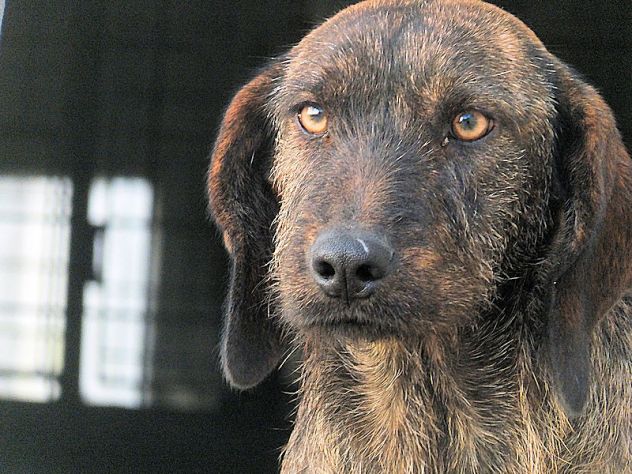 Sandrone abbandonato dal cacciatore - Foto 3