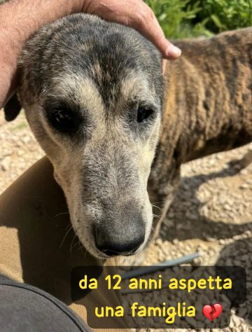 UGO 12 ANNI - Foto 6
