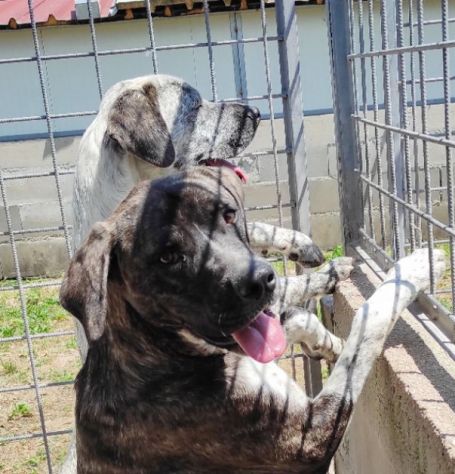 ZENO AMABILE E COCCOLONE: CANE IN ADOZIONE - Foto 3