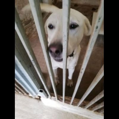 CAGNOLINO CERCA CASA: HOTSPOT GIOIOSO E SOCIEVOLE - Foto 4