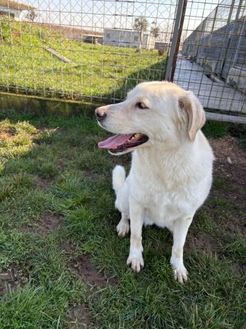 Lady simil Labrador - Foto 2