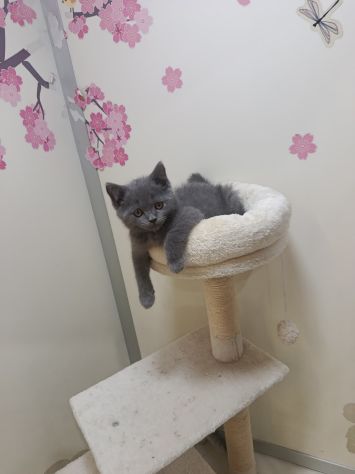 Cuccioli di gattini scottish straight - Foto 3