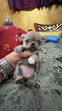 Chihuahua pelo corto