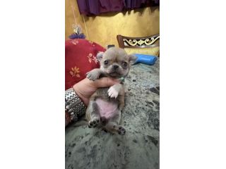 Chihuahua pelo corto