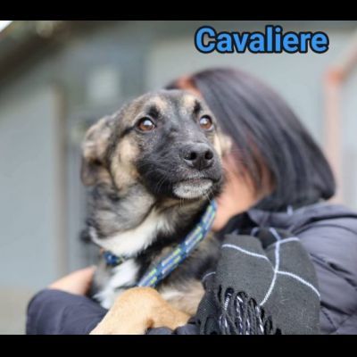 LORICA E CAVALIERE CUCCIOLI IN ADOZIONE - Foto 3