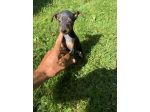 Pinscher maschietti