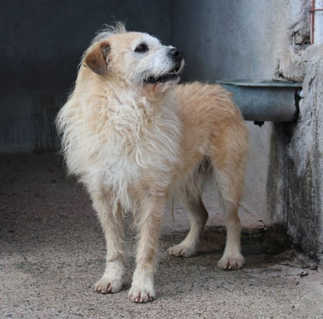 MILO 6 ANNI 15/16 KG taglia media piccola - Foto 5