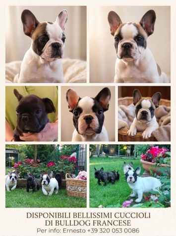VENDO BELLISSIMI BULLDOG FRANCESI