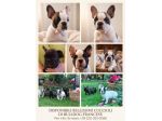 VENDO BELLISSIMI BULLDOG FRANCESI
