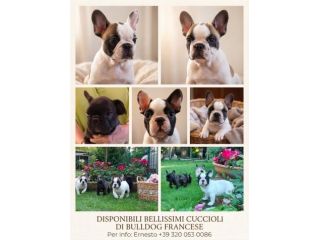 VENDO BELLISSIMI BULLDOG FRANCESI