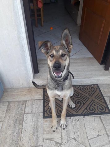 AUGUSTO, tenero cucciolotto - Foto 3