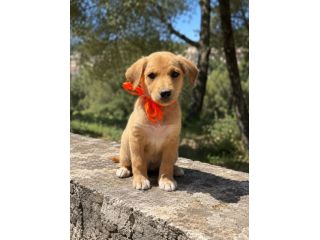 Regalo cuccioli taglia medio piccola