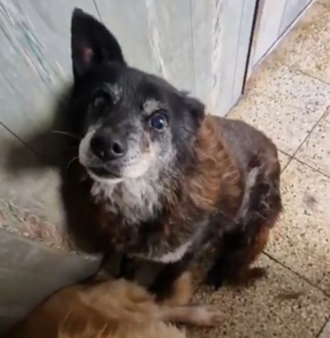Skizzo 10anni in canile da tanto..PUGLIA SOS - Foto 6