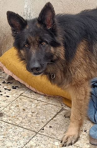 ARTU’ PASTORE TEDESCO 18 MESI - Foto 3